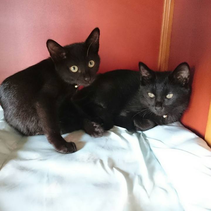 Bf34fb2f 6b01 42d5 9e42 76a626a0b14a