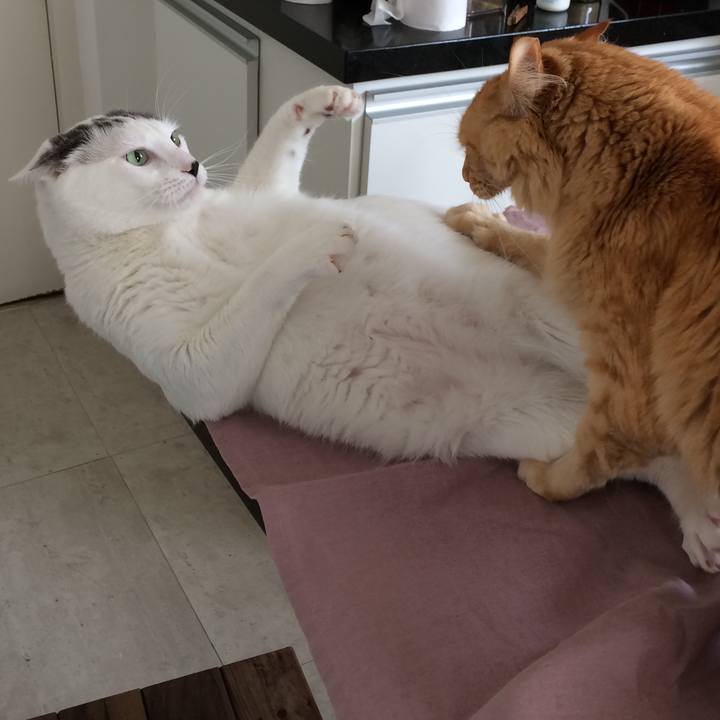 Bf39750c 719f 4037 b96e ec2be88809df