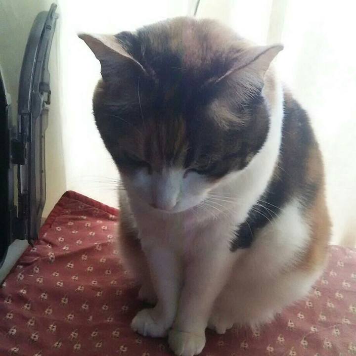 Bf398db7 7b21 41f3 8fb0 b4d34f706094