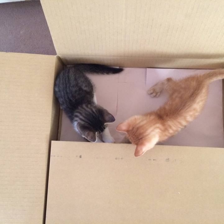 Bf41a4da abbf 471a b118 aff4c8619bd9