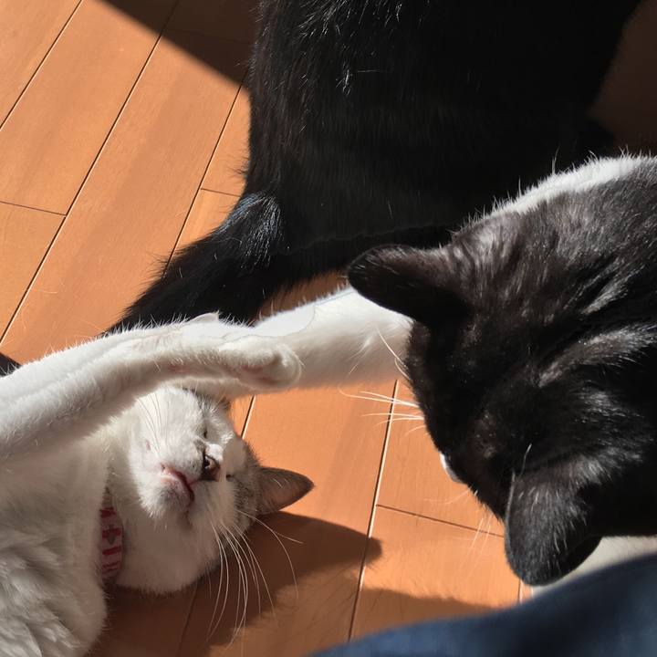 Bf441e5b dd4b 42aa 842e 830ae48a0fa8