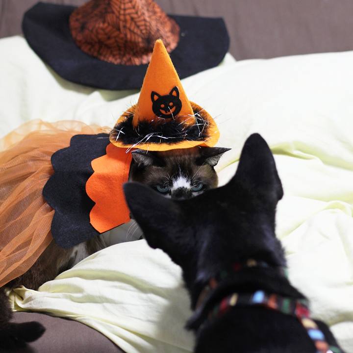 Bf44c12f ec48 4962 98f3 8b71167ab3b6