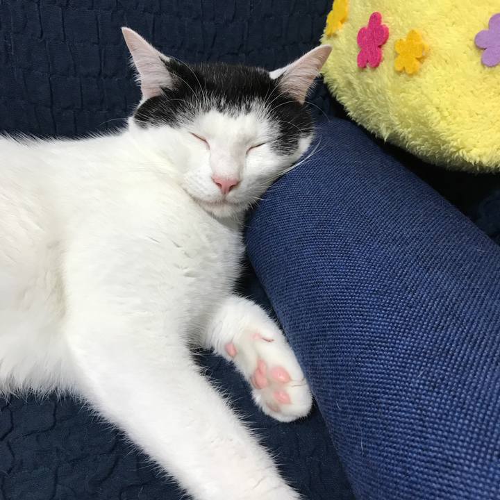 Bf46e08a 4162 45da 8265 232cc5e359f4