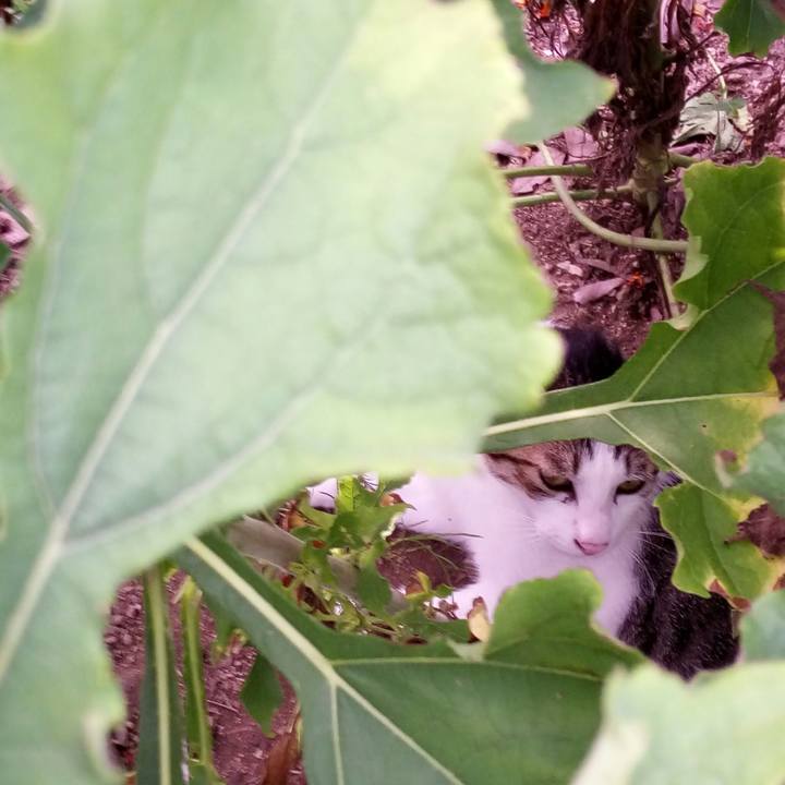 Bf4ca2eb 6980 4b62 8aaa c1fd892c8a3f