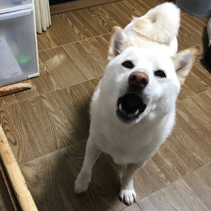 Bf53cc1e dc54 4c89 9121 4efb86d261dc