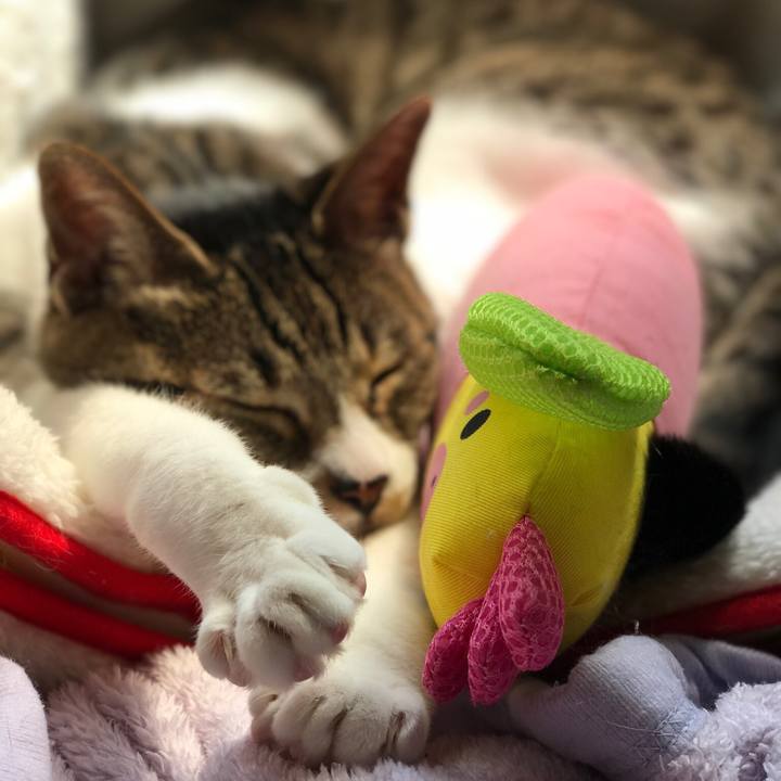 Bf53d2af 1b94 4fde a97f 2965c11736c1