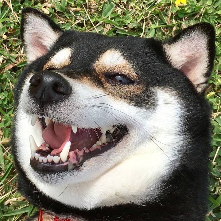 Bf65d0ae 1396 4a89 8aa7 5bc12b029412