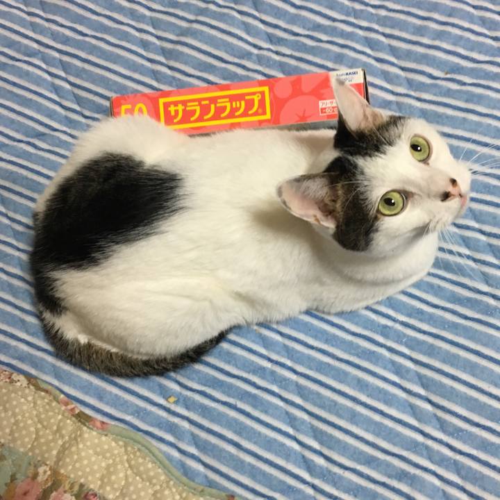 Bf68342f 2c46 4dee b2c2 facb43574f12