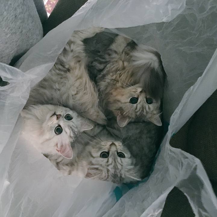 Bf70e0cb 2fdd 43a6 8fca 03c4f6593426