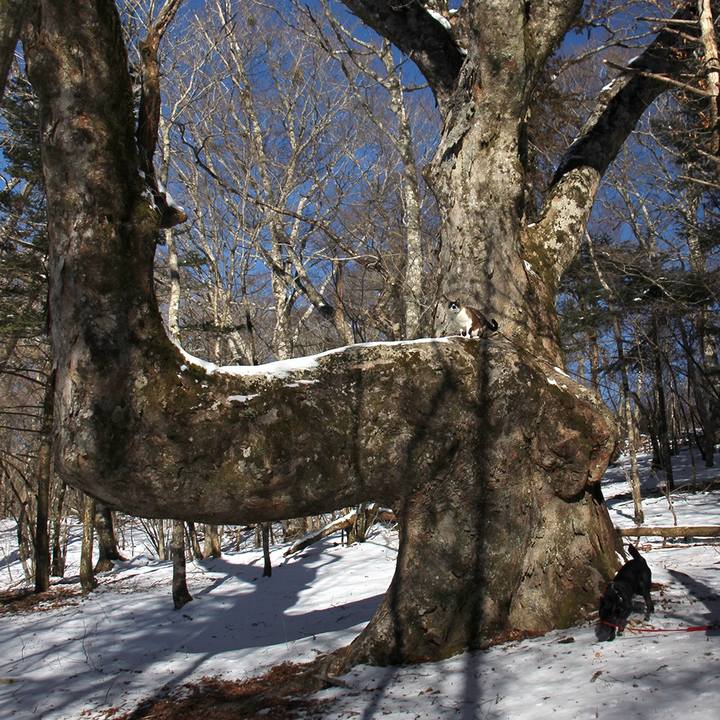 Bf723585 7345 4b7c bc57 0c5a669182ca