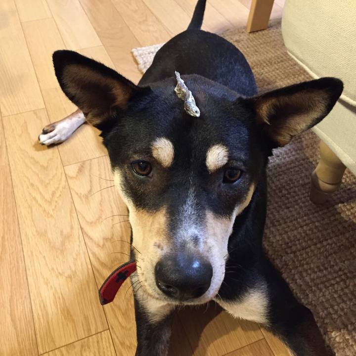 Bf74c8aa 2803 458c ae41 a014dff14855