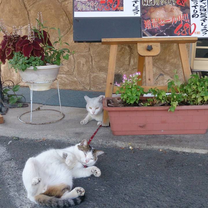 Bf7b9c24 14ae 403b ba7c 82749d705a48