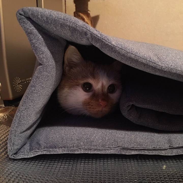 Bf80ad0c 55eb 42ec a02f 63bdbfe1a21e