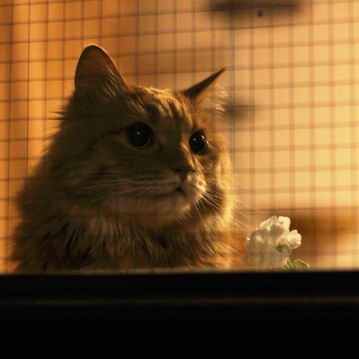 Bf851c0d af29 4327 890d bff7c6009b98