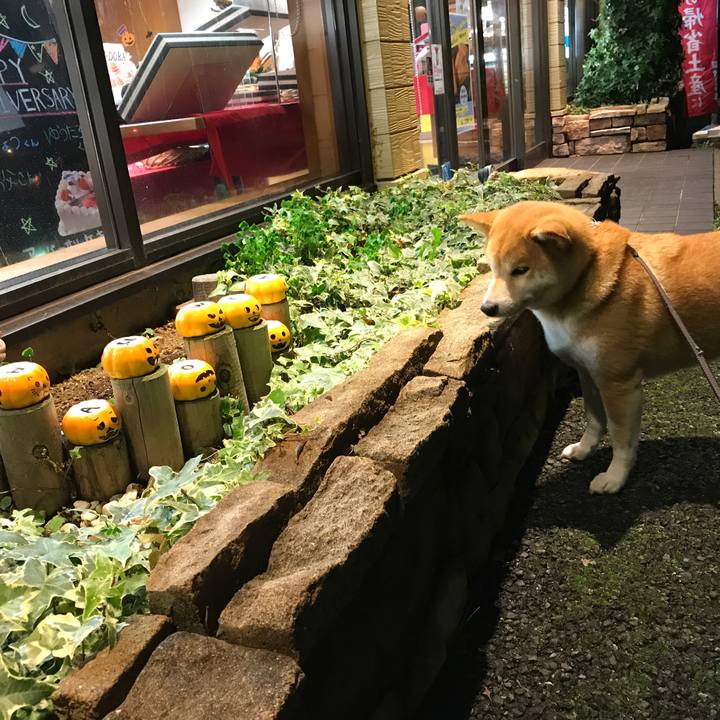 Bf8c12cd d9e0 45f9 a745 b1ed95bbd526