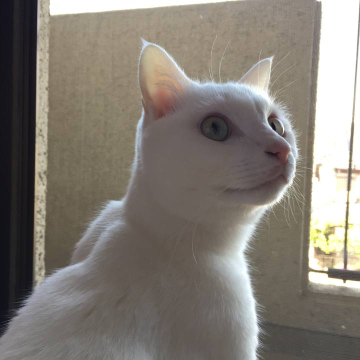 Bf8c50d2 38bf 4c0d 9512 38f2fb4dbee1