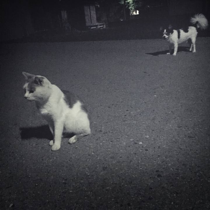 Bf9b0154 ab86 480e 9428 f492f1137ecc