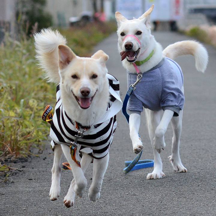 Bf9c60f5 5283 4448 996a a990131c00f2