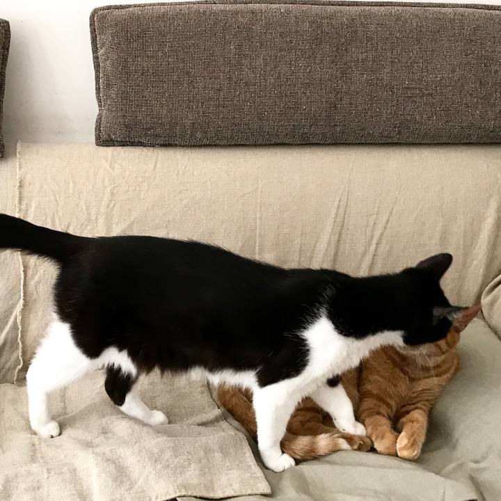 Bf9e0807 42ea 488c 95f9 e212be6e0a6a