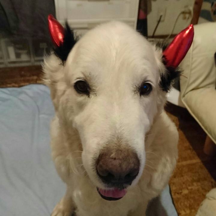 Bfa0c08c 162c 42d3 8690 30436261603b