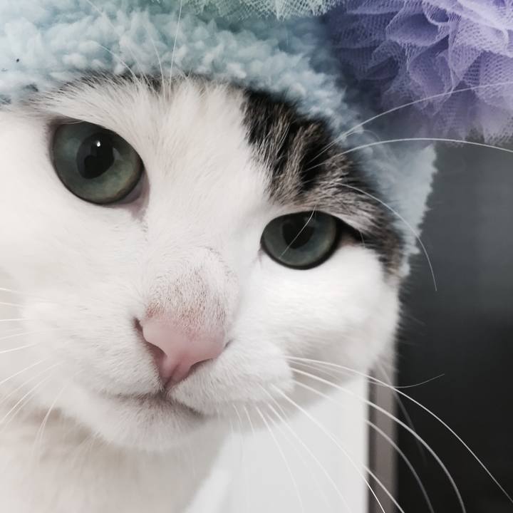 Bfa4827b 0446 4dd0 878f f19ba8070fdc