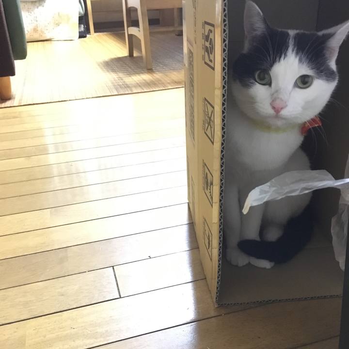 Bfafeb82 5b49 415c 822a 1298ed28a25d