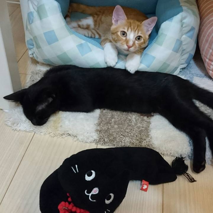 Bfb582b4 97ef 4212 9709 a44524dd6a39