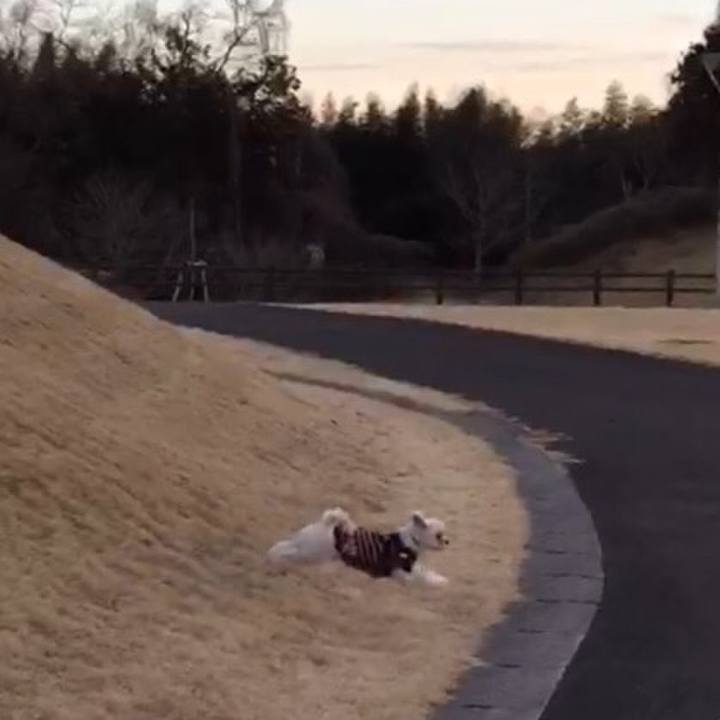 Bfb77877 10da 4955 9090 8feca18b03b9