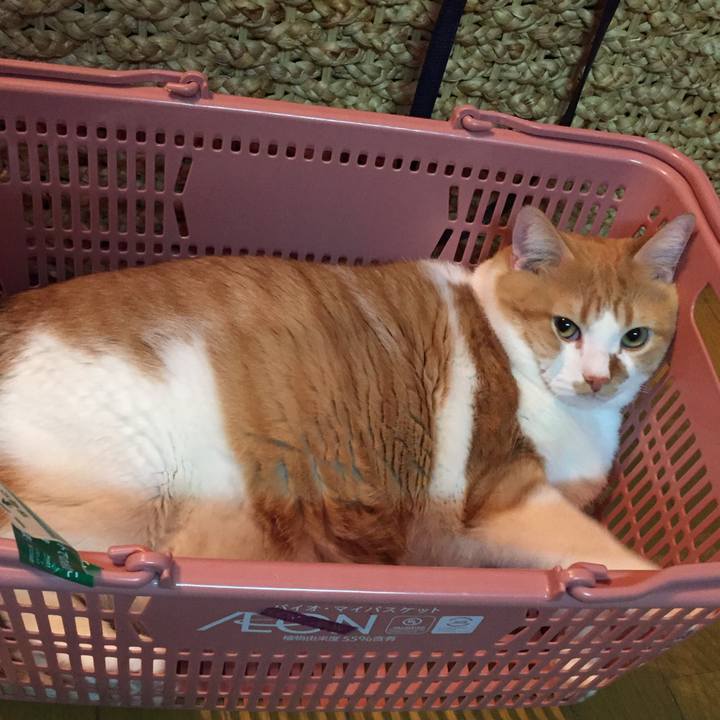 Bfc4c27e 2870 430b 9c85 6374a7d51db8