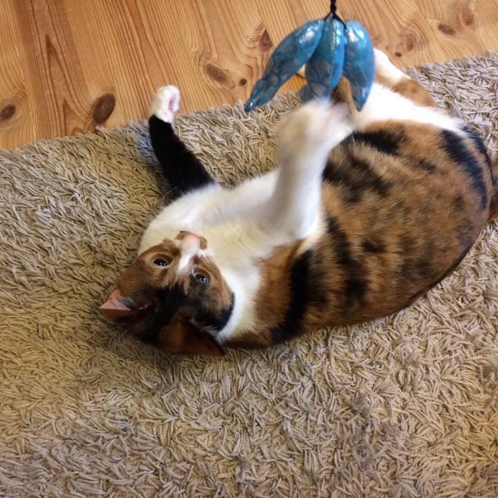 Bfcacccb 4147 44a9 a530 fca80d2220ed