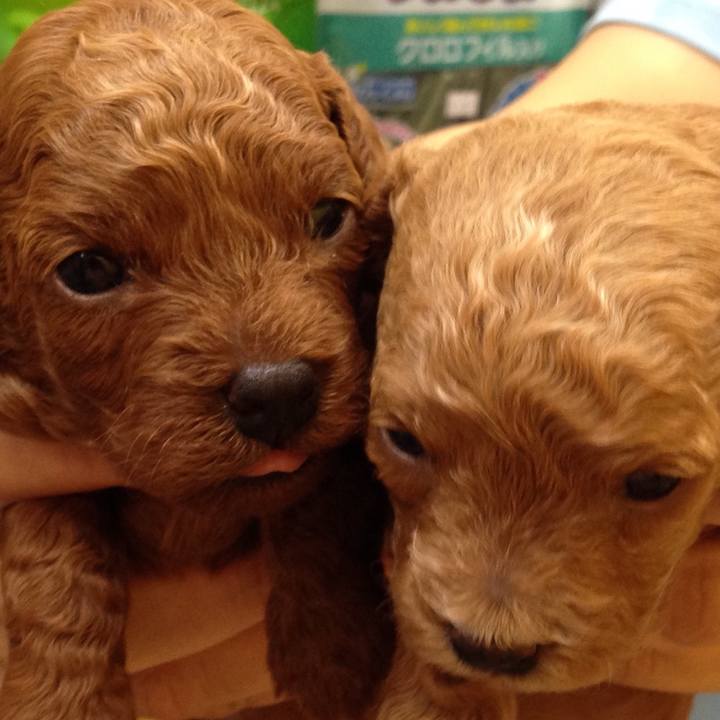 Bfcdc19c 9dc0 4797 a102 3b0dea349936