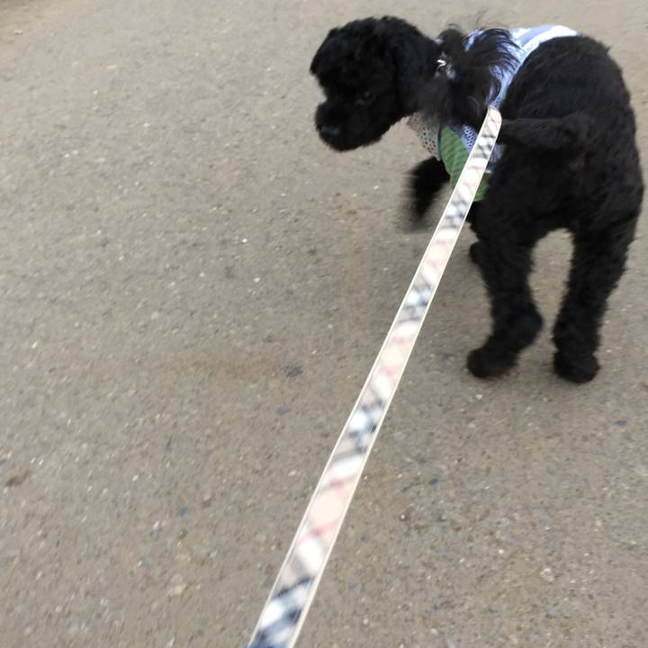 Bfcf99b4 914c 448a 9539 444c72333890