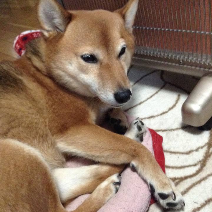 Bfdbd6d6 230a 463c ba88 ad1acaf92c2c