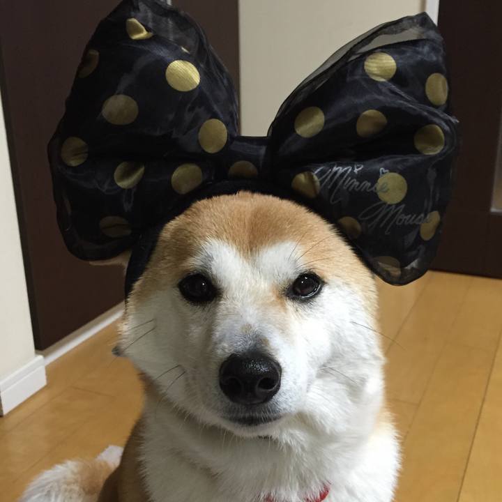 Bfdd5e7d 8635 4ccb 8bda 7f18017c132a