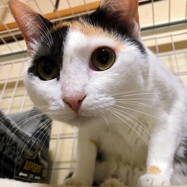 Bfddcdc2 f7ea 4d5b 8c12 e7d4fa9a4728