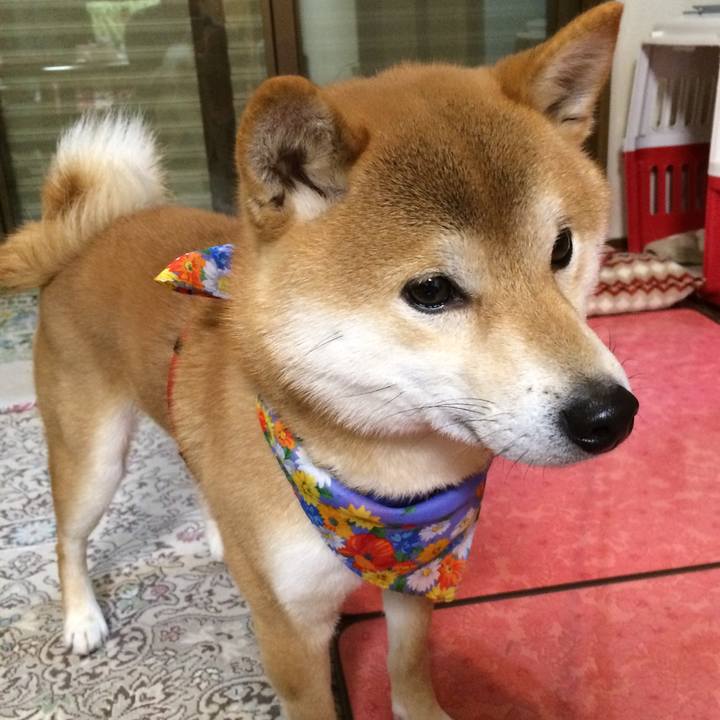 Bfe1b50c 1ce9 4b95 a8cf 2341167256b9