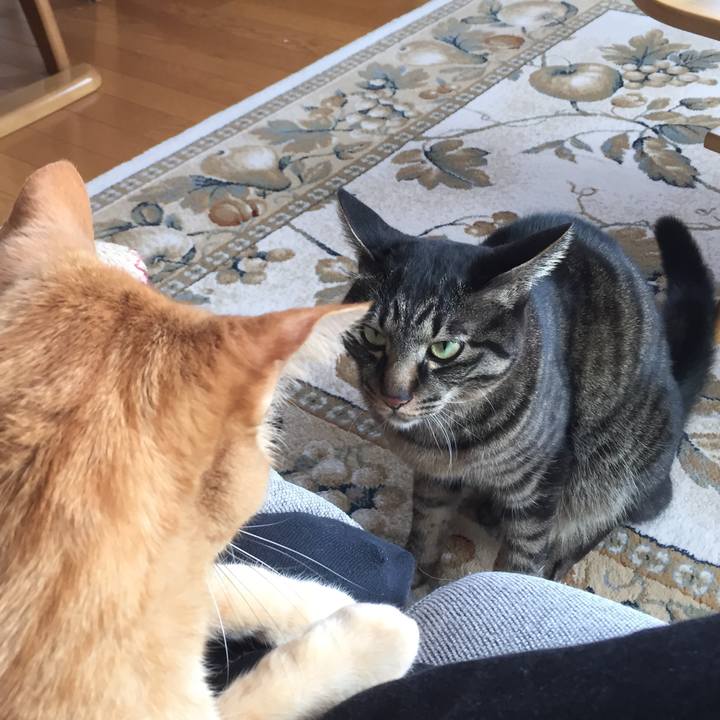 Bfe784dc cf89 4362 8262 558cc7b1f6b9