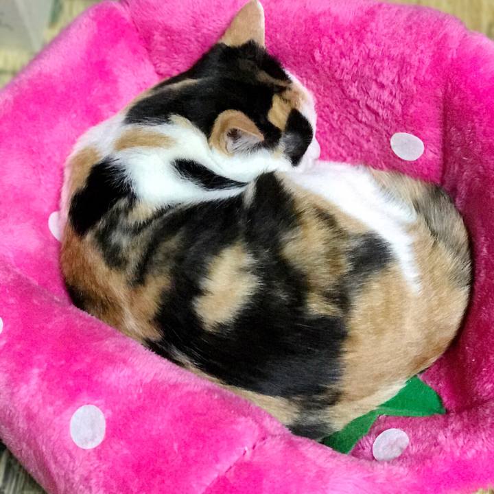 Bfe9cf11 1b21 495c 9453 a267e8110a93