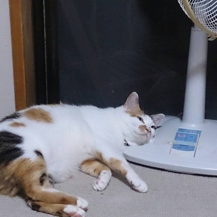 Bff74fdb 6ecc 4a8e bd64 bb94374fe7f0