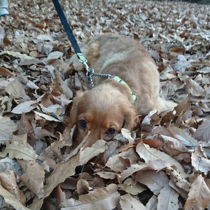 C000017e a6ac 4287 ab31 fec0352c98ca