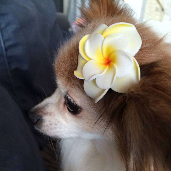 C00508a7 50c2 4420 bb6d ea389705a4c0