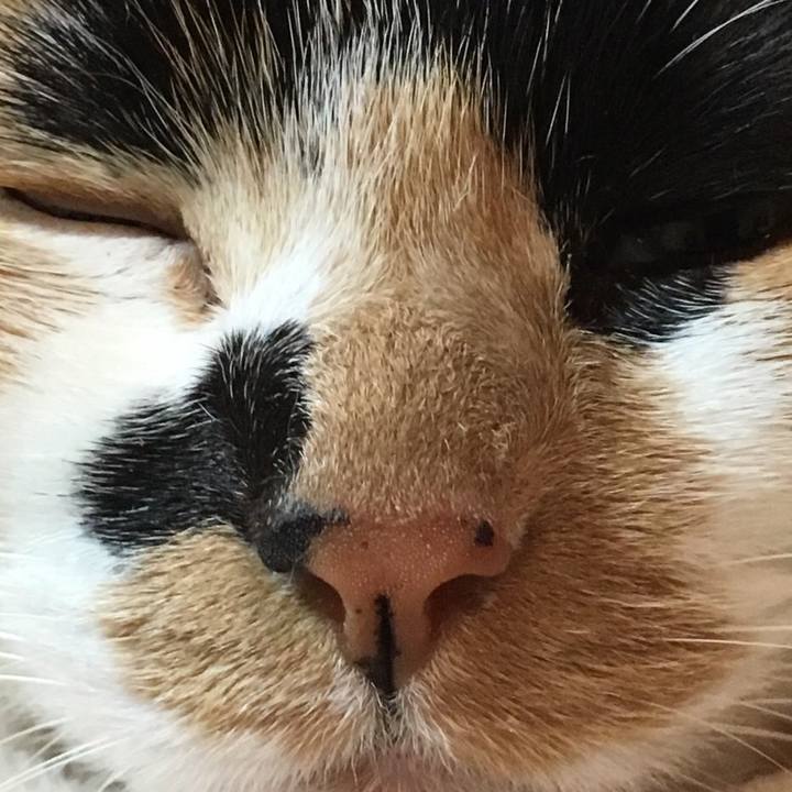 C006bd1c d683 4228 aa6b 78ae1e98546c