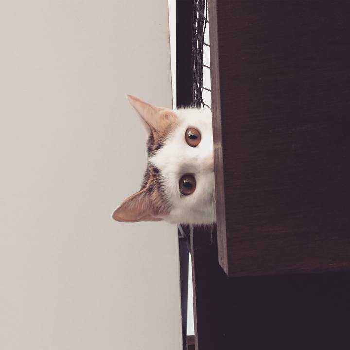 C00bb4ec c7d0 4561 9dd0 88d87aa8eb05