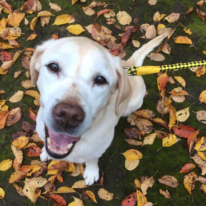 C00d5fe8 37b0 43c0 be63 c04da4c917a9