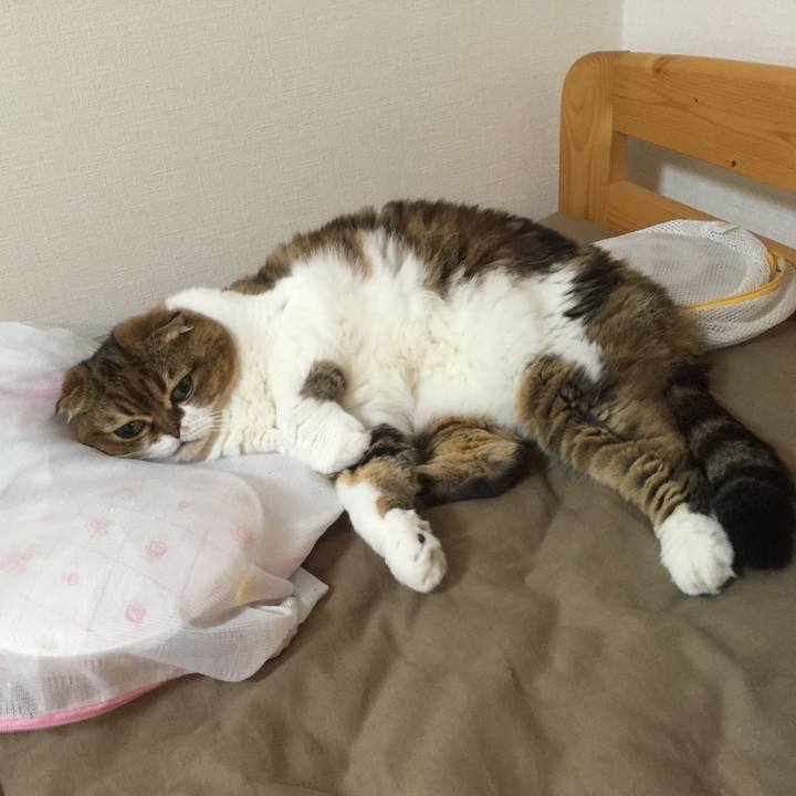 C0103ada 1190 413b 810e cd3c6e2745fa