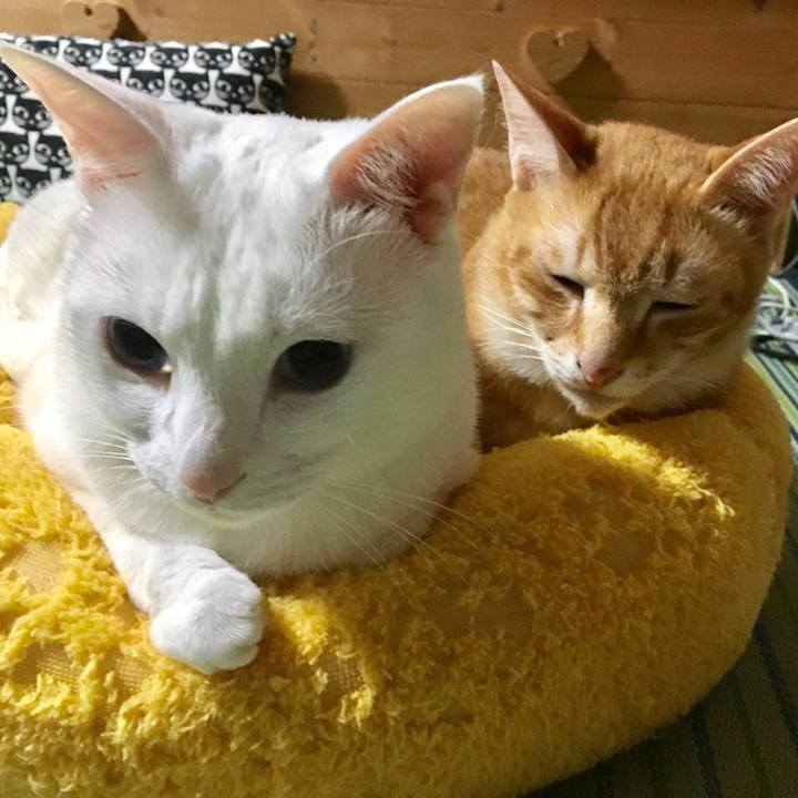 C010a1b6 bead 4376 903d bbc46ceab1b0