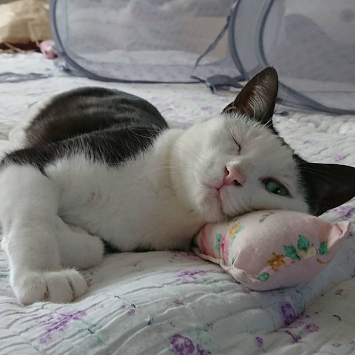 C01dd03a de75 499d 83c0 23951e6d7b31