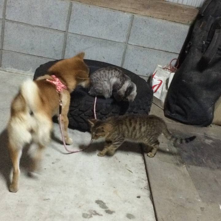 C021333a a1cc 49ab ab59 2c7abcad61ba