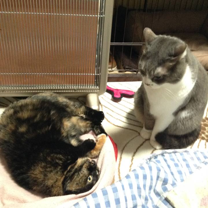 C02452cf d81b 4257 b5ad a3e5fc0d2340