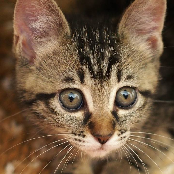 C027fa40 6eed 43df 931f 9da5848f85bf